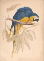Ara bleu et jaune